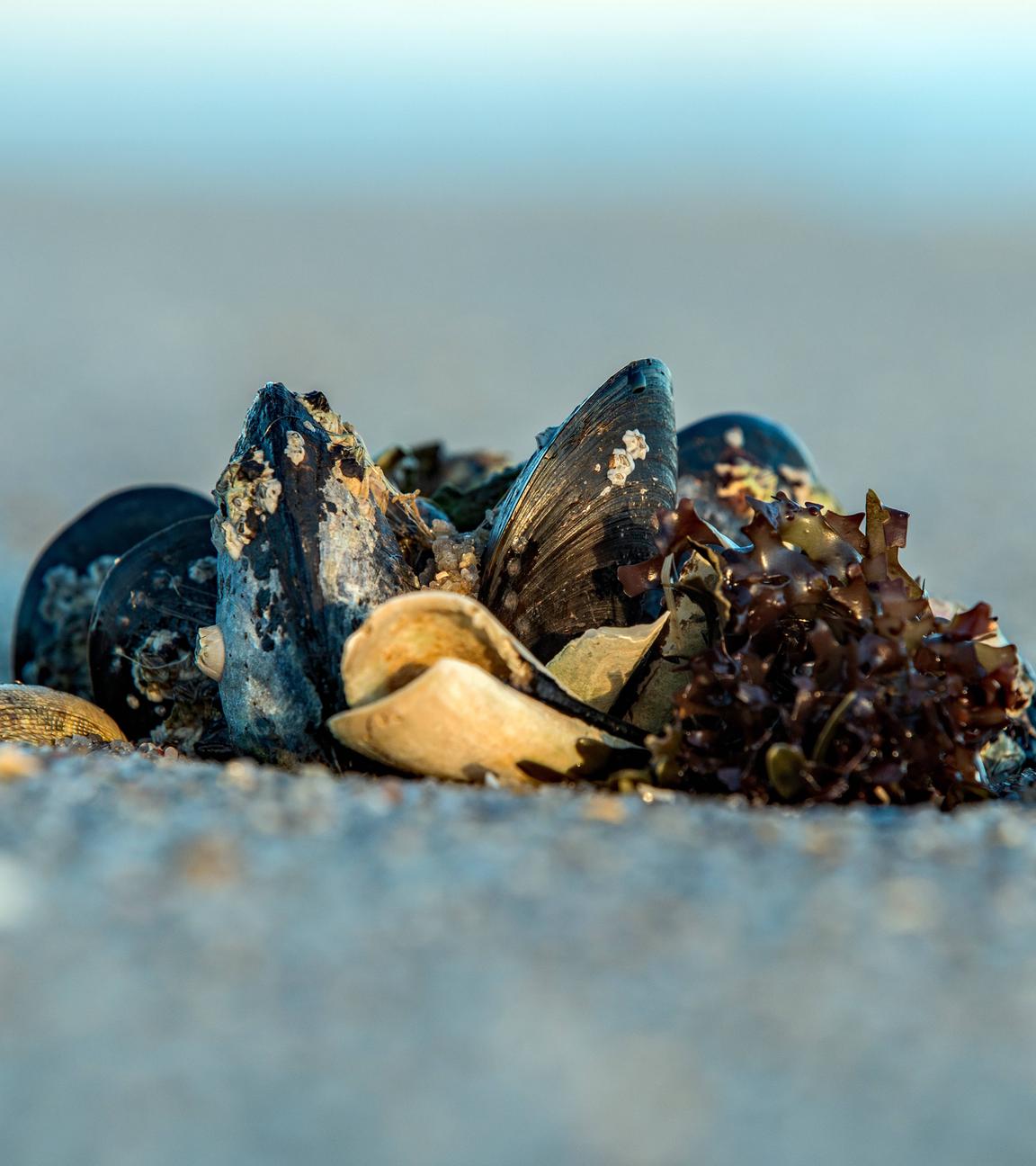 Muscheln am Strand.
