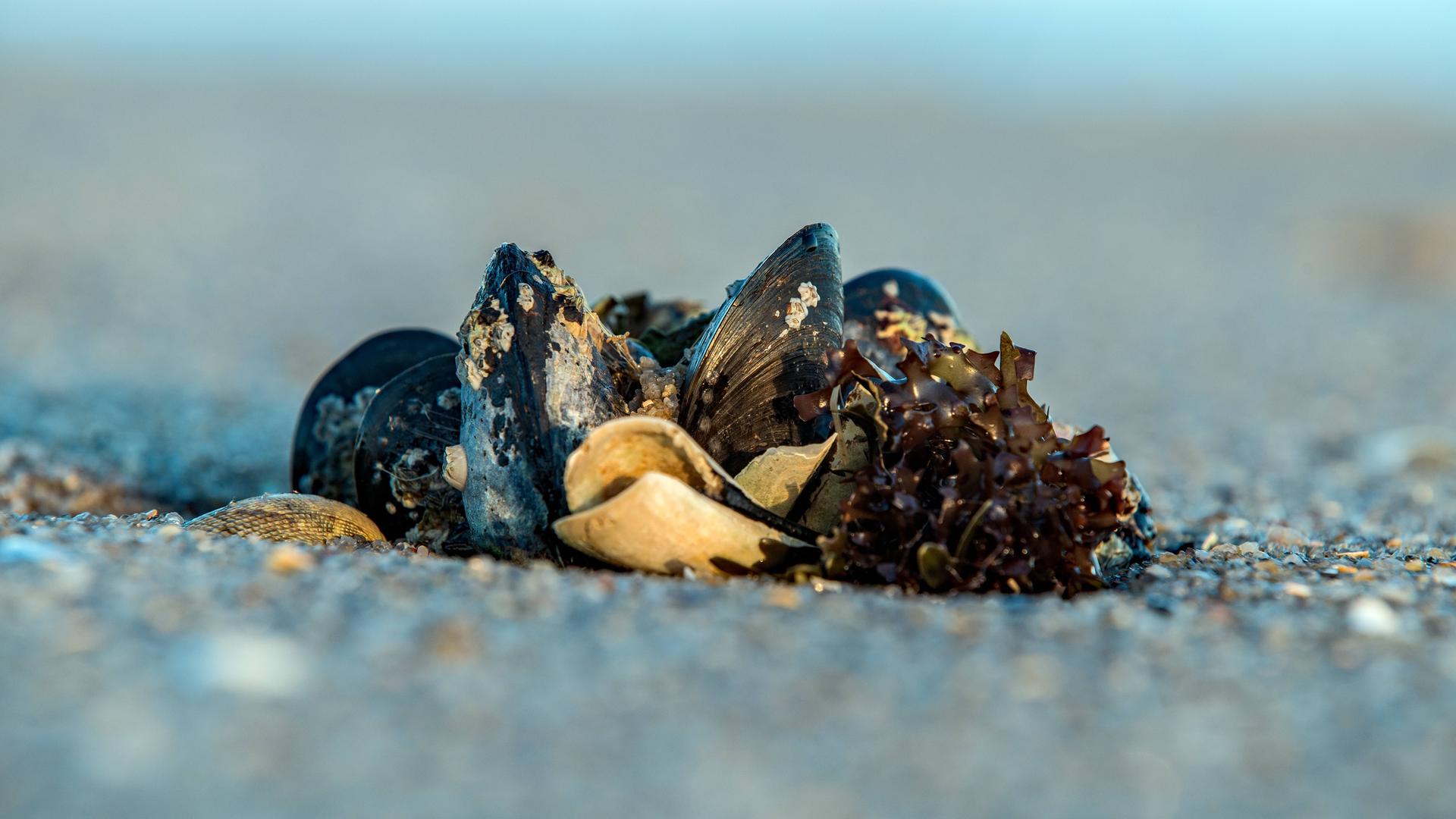 Muscheln am Strand.