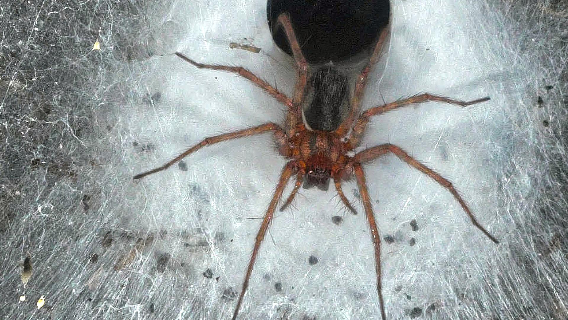 Hauswinkelspinne in ihrem Trichternetz