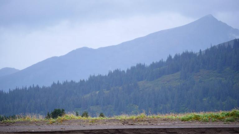 Eine Grizzlybärenfamilie im Lake Clark National Park in Alaska