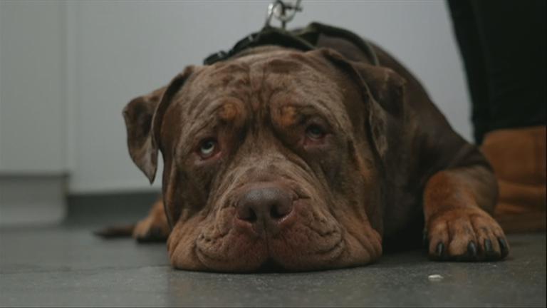 Großbritannien: Debatte über XL-Bullys