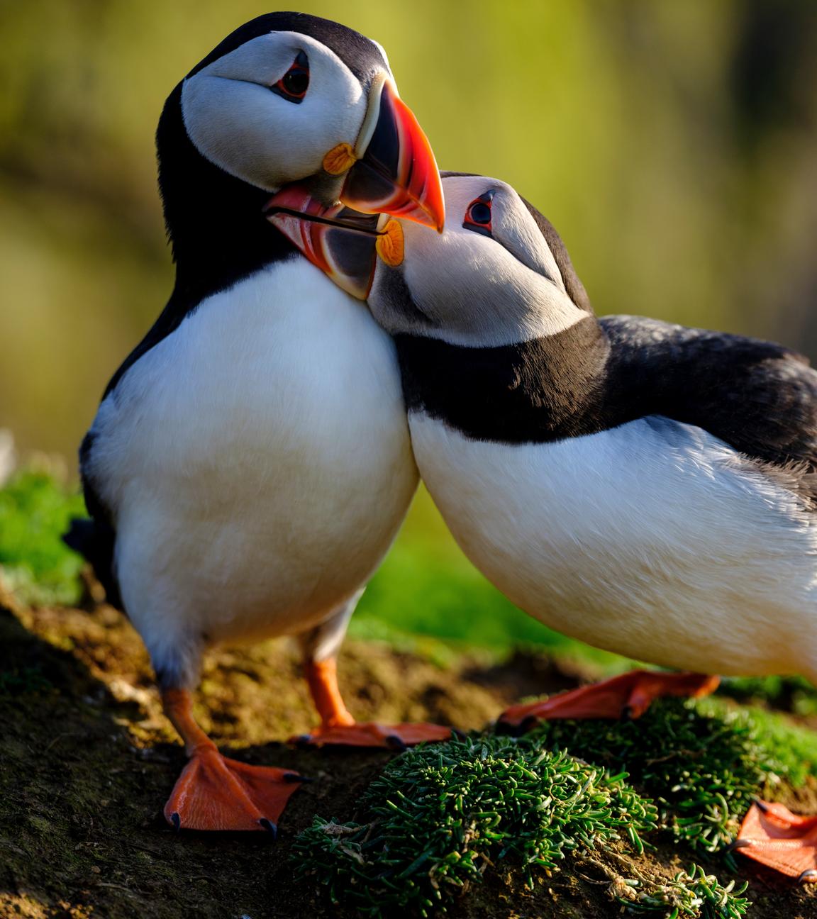 Zwei Papageitaucher schnäbeln miteinander.