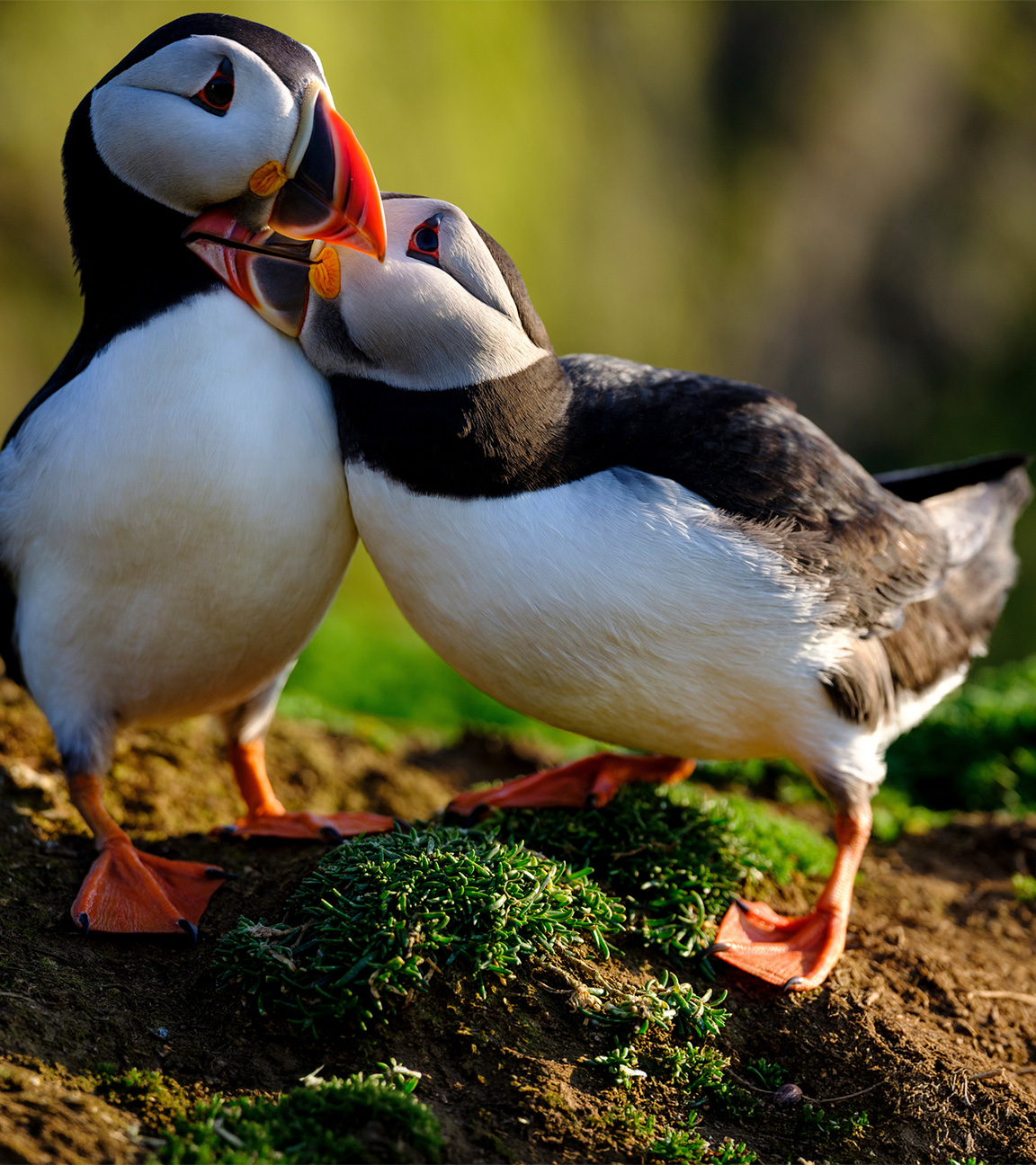 Zwei Papageitaucher schnäbeln miteinander.