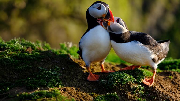 Zwei Papageitaucher schnäbeln miteinander.