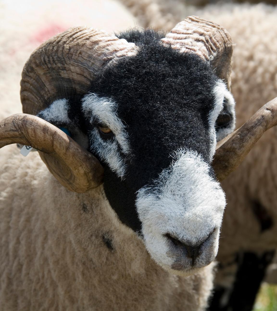 Nahaufnahme: Ein Schaf mit langen, geschwungenen Hörnern schaut in Richtung der Kamera.
