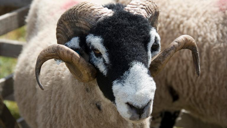 Nahaufnahme: Ein Schaf mit langen, geschwungenen Hörnern schaut in Richtung der Kamera.