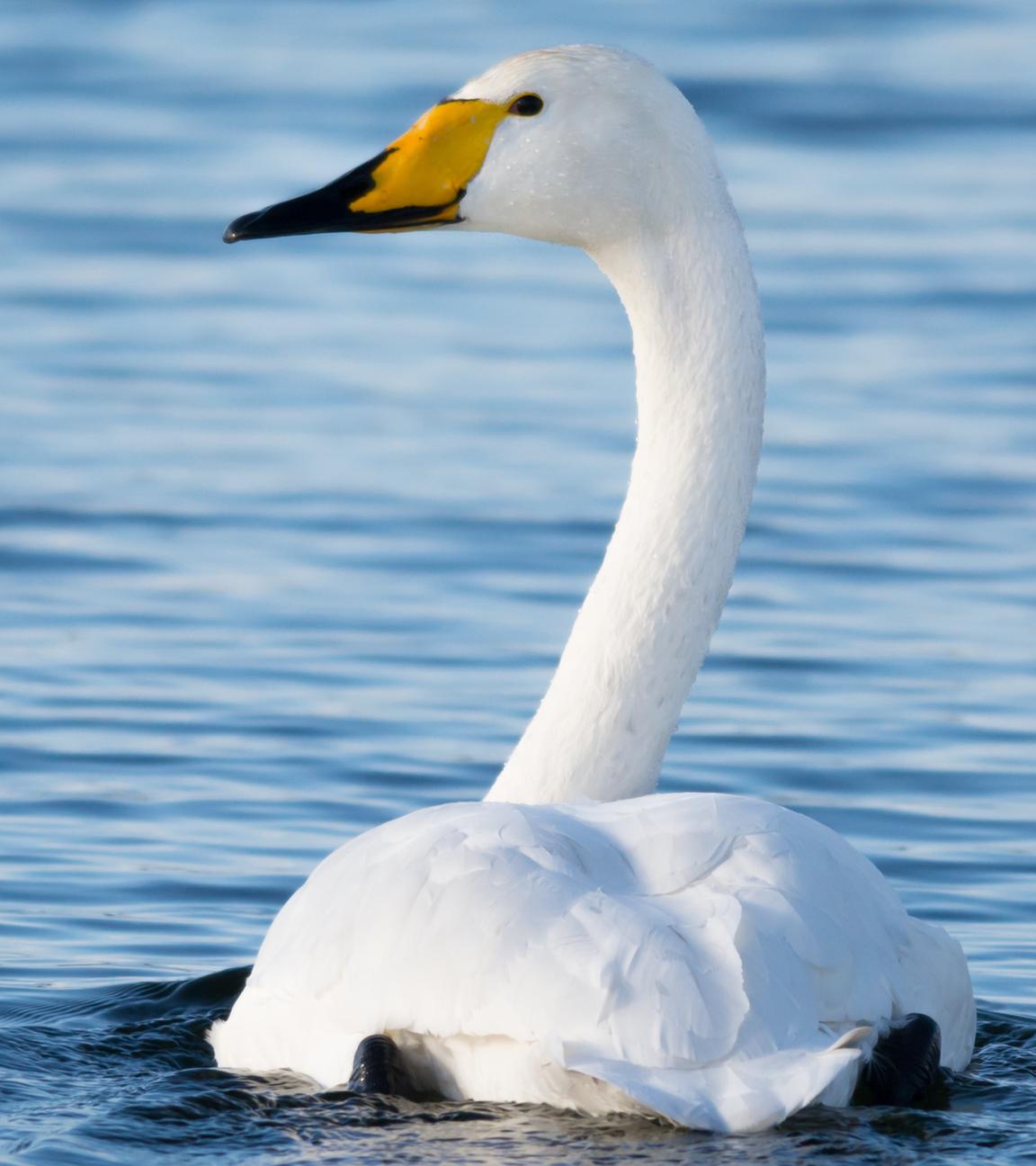 Ein Singschwan schwimmt im Wasser.