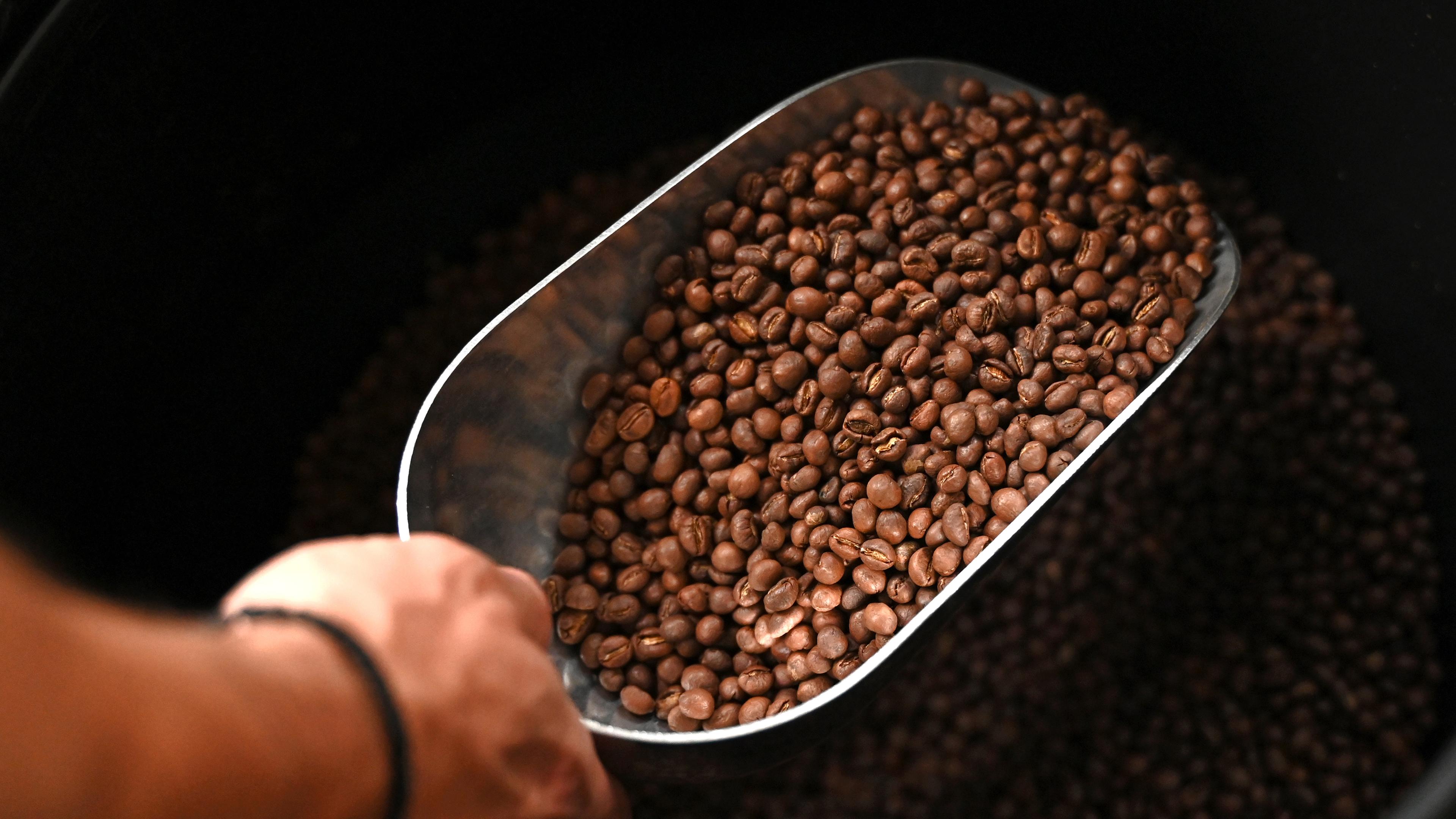 26.06.2025, Sachsen, Leipzig: Ein Mitarbeiter der Kaffeemanufaktur «Obenauf» in Leipzig hebt Kaffeebohnen aus einem Eimer.