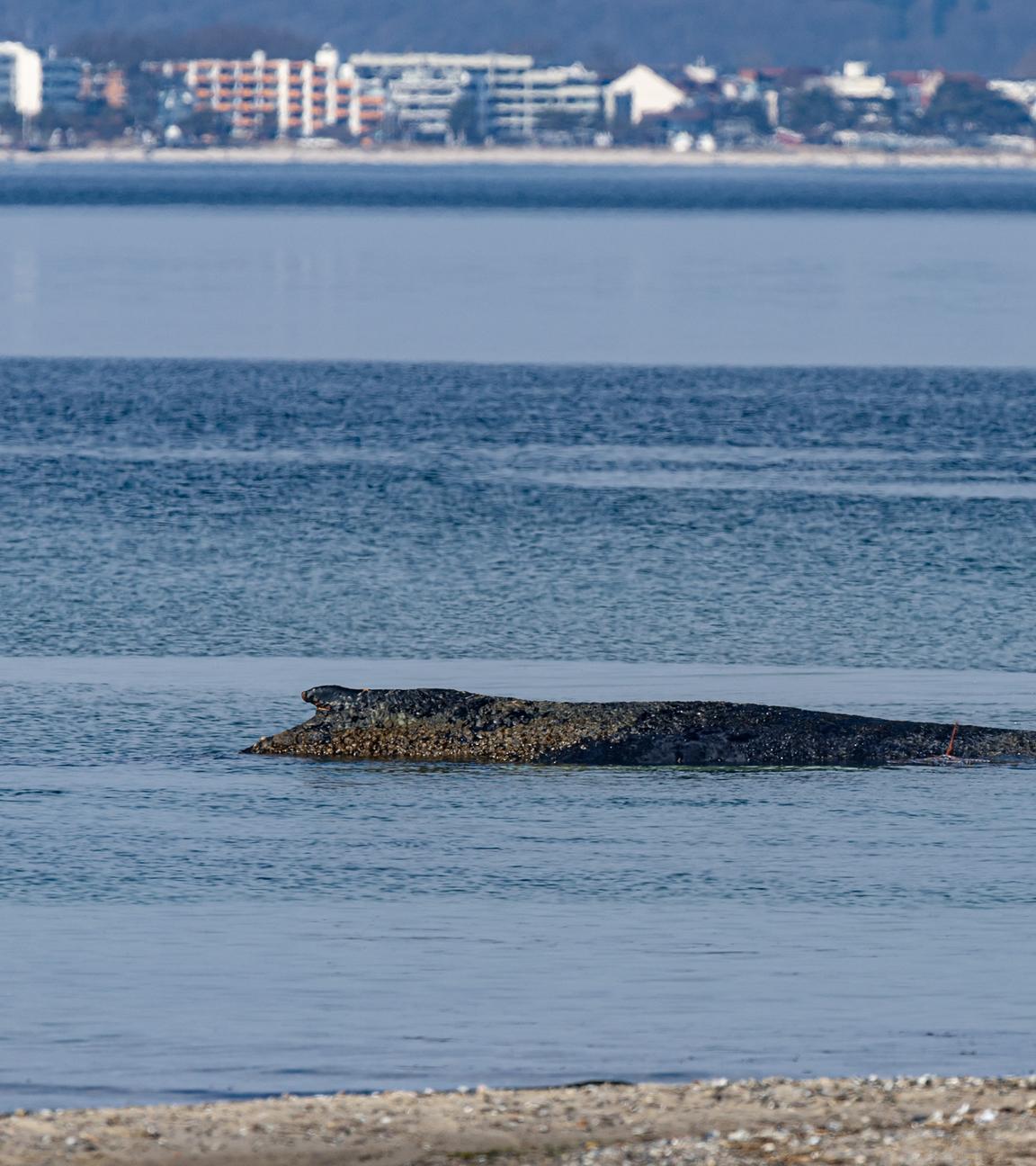 Ein Wal ist an der Ostseeküste vor Niendorf gestrandet.