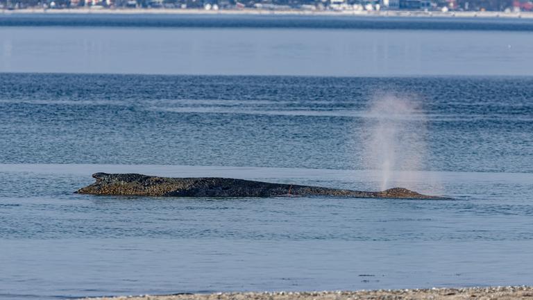 Ein Wal ist an der Ostseeküste vor Niendorf gestrandet.