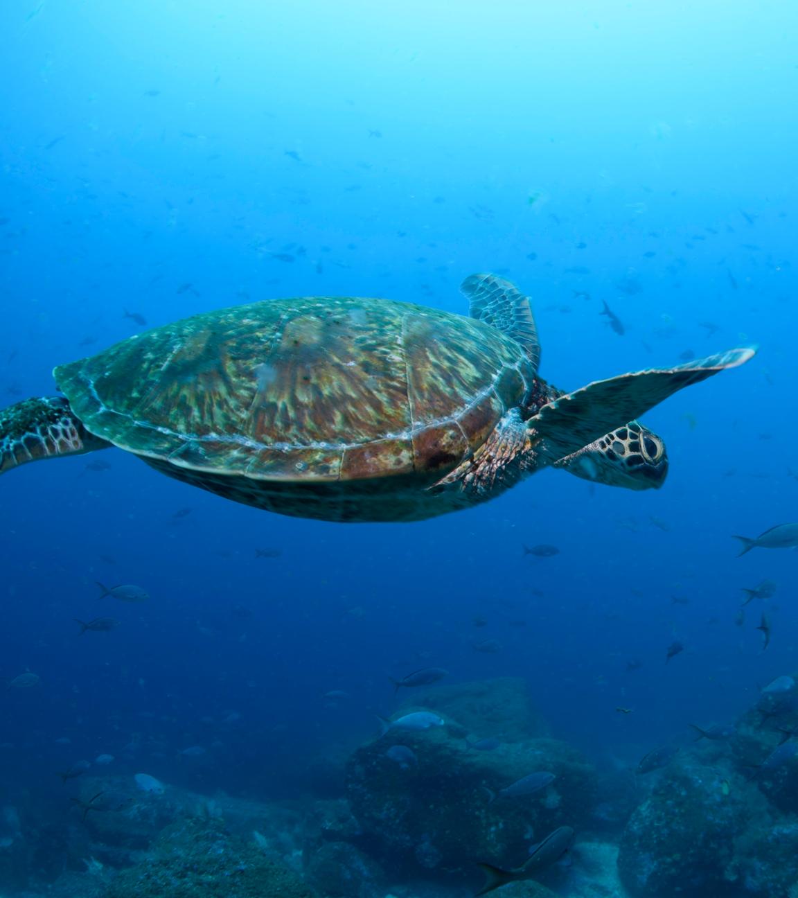 Ecuador, Galapagos: Eine pazifische grüne Meeresschildkröte schwimmt vor der Insel Wolf im Norden des Galapagos-Archipels durch das Wasser.