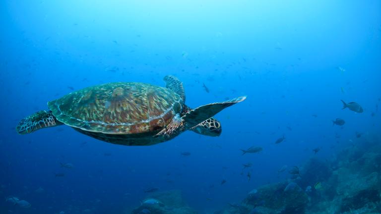 Ecuador, Galapagos: Eine pazifische grüne Meeresschildkröte schwimmt vor der Insel Wolf im Norden des Galapagos-Archipels durch das Wasser.