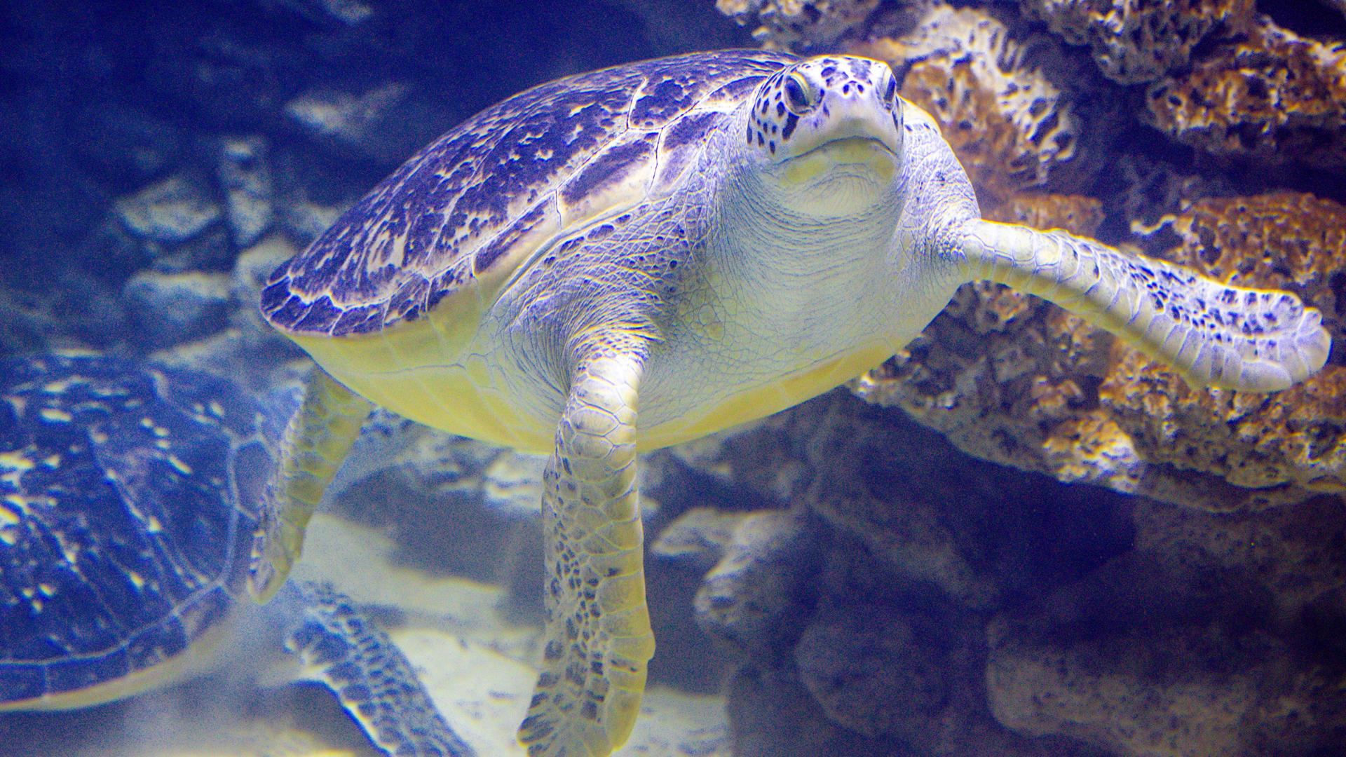 Eine Grüne Meeresschildkröte schwimmt im Meeresmuseum in Stralsund, Mecklenburg-Vorpommern durchs Aquarium.