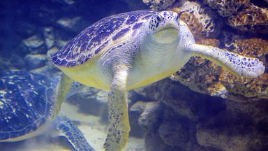 Eine Grüne Meeresschildkröte schwimmt im Meeresmuseum in Stralsund, Mecklenburg-Vorpommern durchs Aquarium.