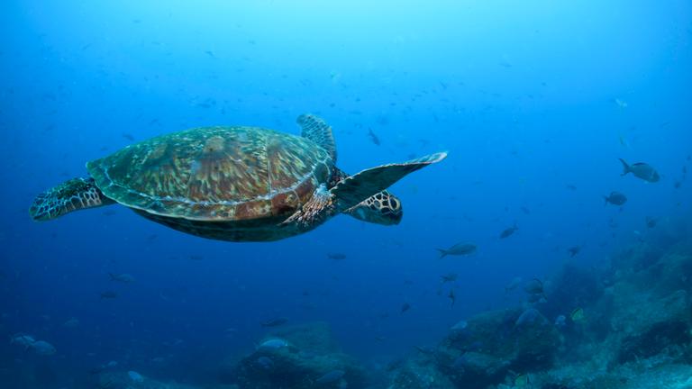 Eine pazifische grüne Meeresschildkröte schwimmt vor den Galapagos-Inseln.