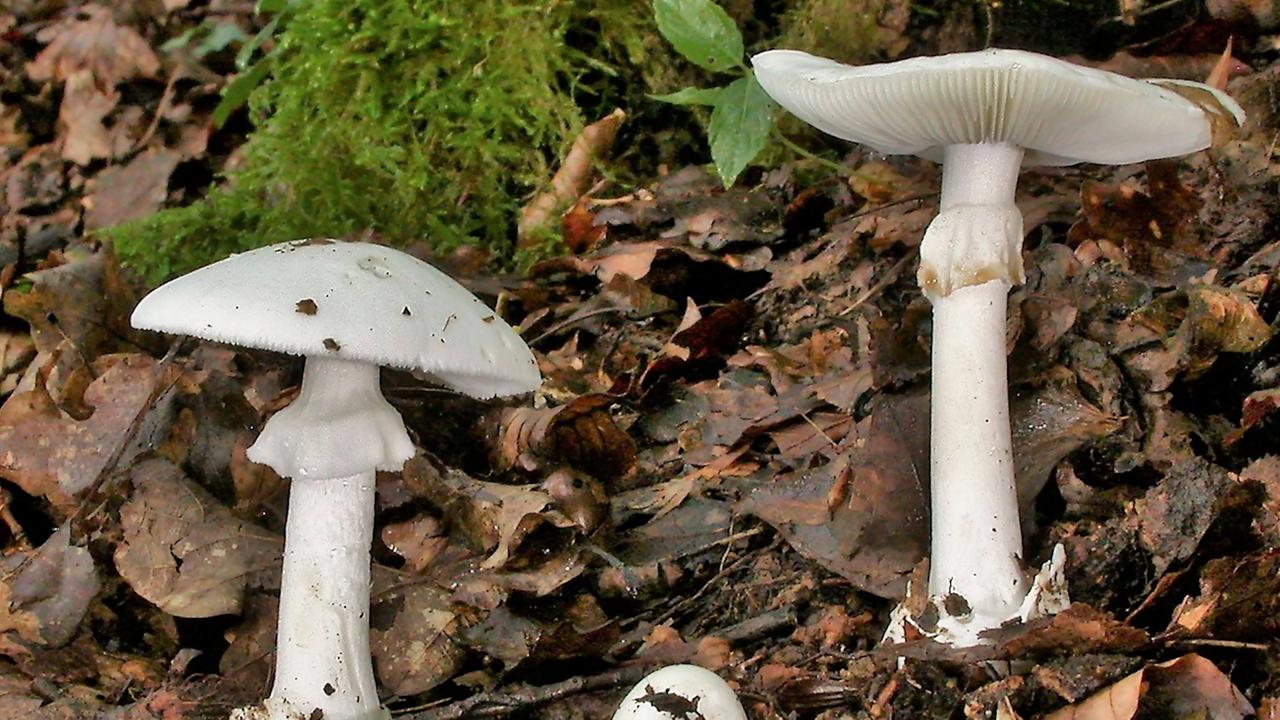 Grüner Knollenblätterpilz