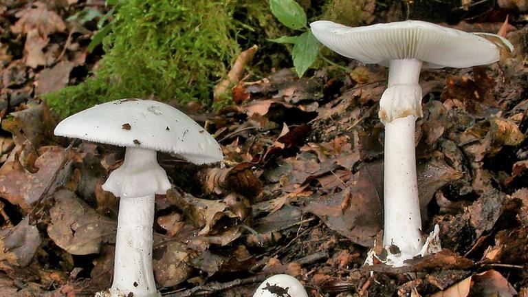 Grüner Knollenblätterpilz