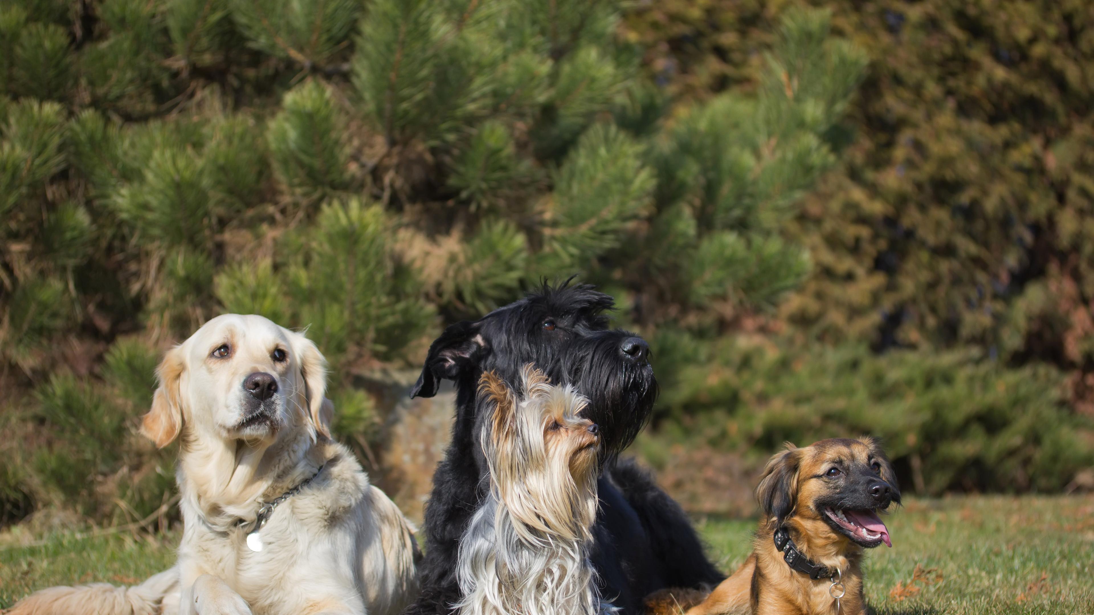 Gruppe von Hunden