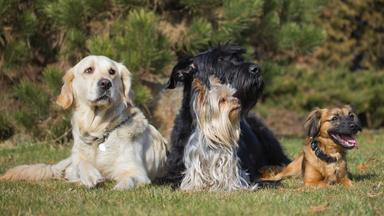 Gruppe von Hunden