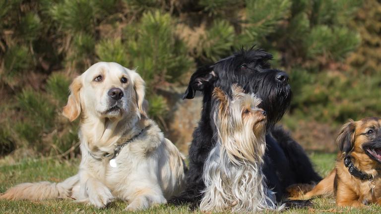 Gruppe von Hunden