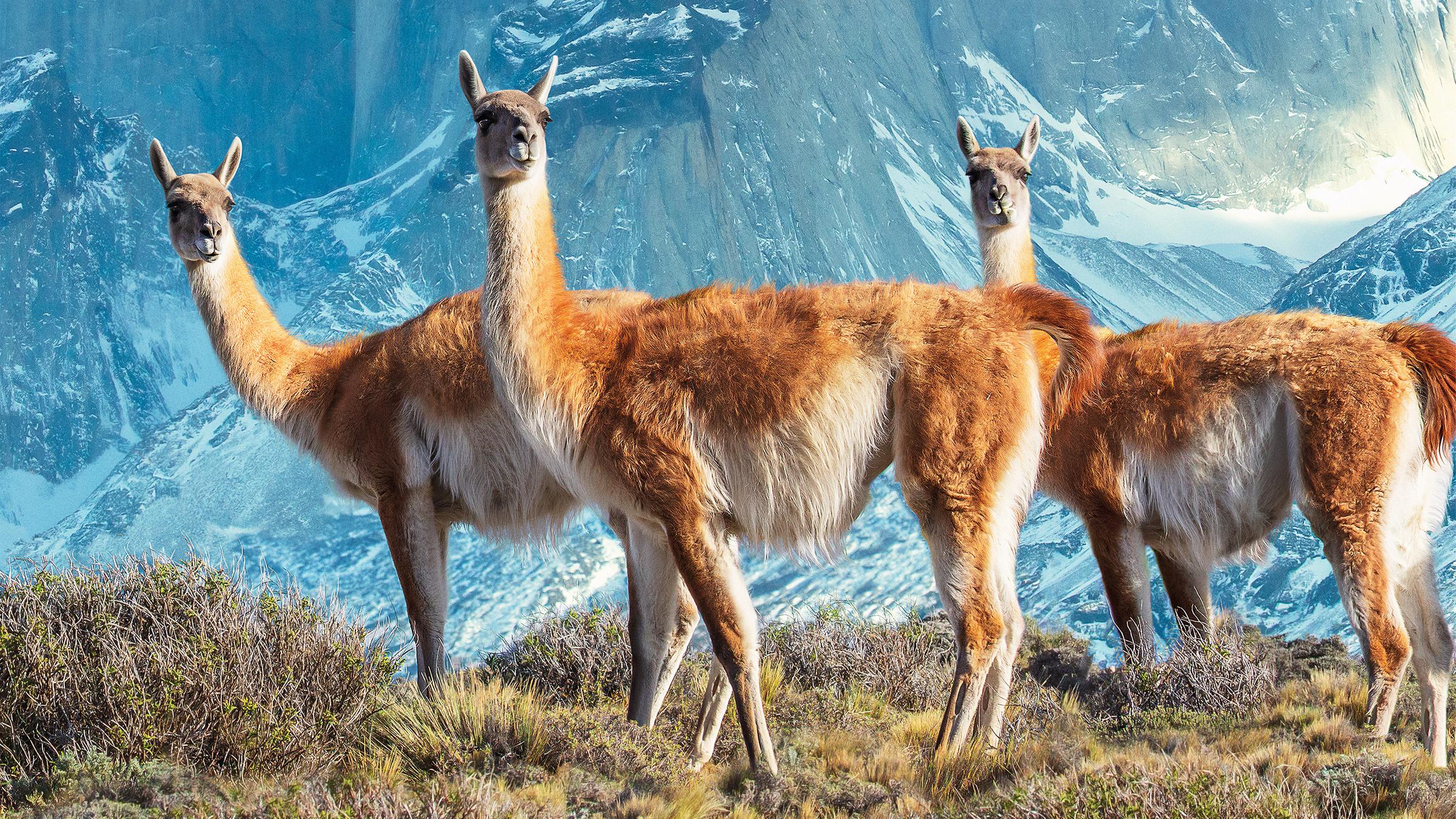 Drei Guanakos stehen auf einem Plateau in den Höhen Südamerikas.