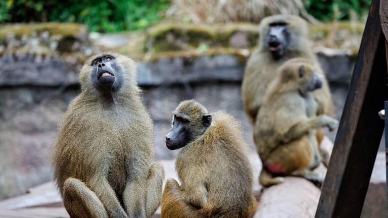 Bayern, Nürnberg: Paviane sitzen in ihrem Gehege im Tiergarten Nürnberg. Archivbild