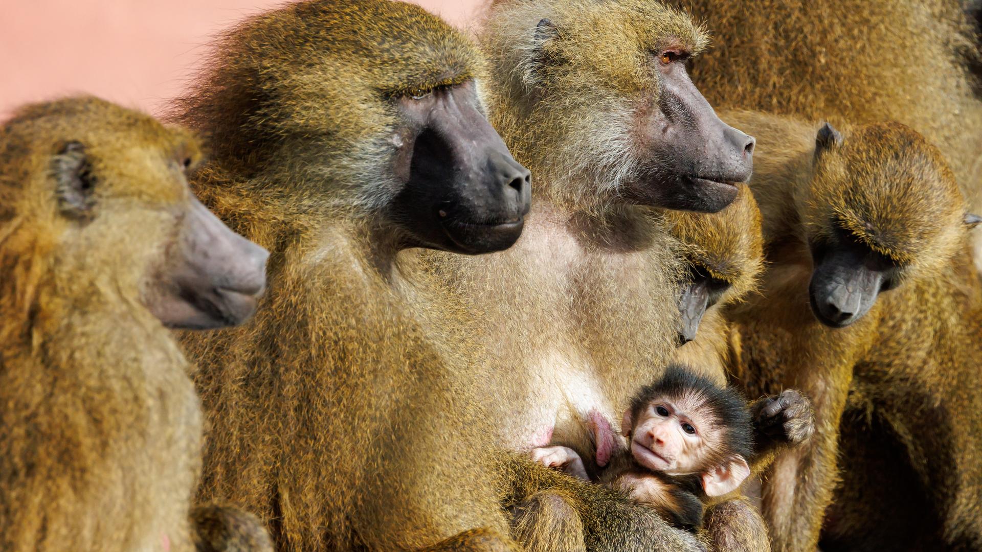 Guinea-Paviane im Tiergarten Nürnberg