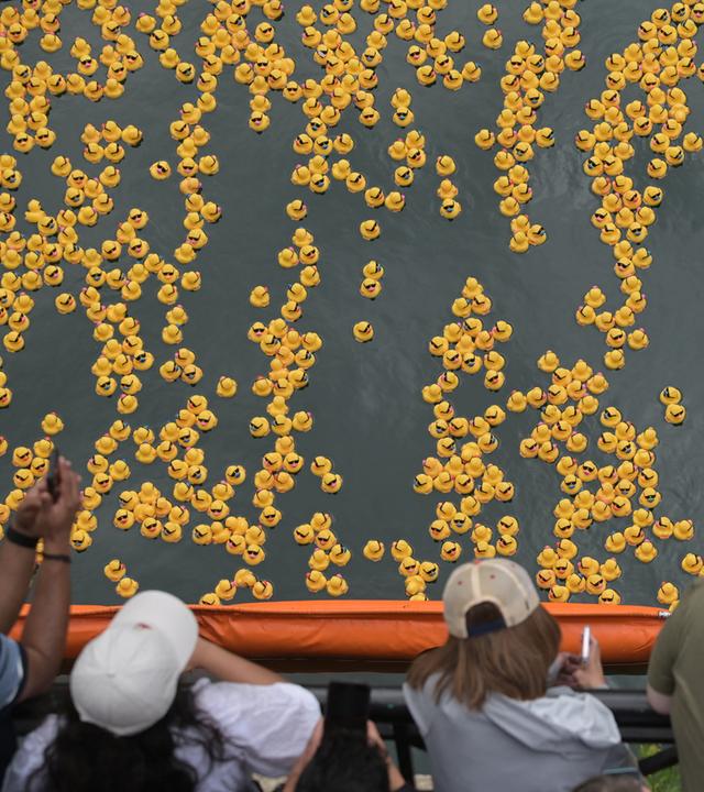 Blick von einer Brücke auf das Chicago Ducky Derby: Gelbe Gummienten schwimmen auf dem Wasser, während Zuschauer die Veranstaltung verfolgen.