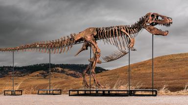  Dieses undatierte von Sothebys zur Verfügung gestellte Foto zeigt "Gus", eines der größten und am besten erhaltene T-Rex-Skelett, das jemals entdeckt wurde.