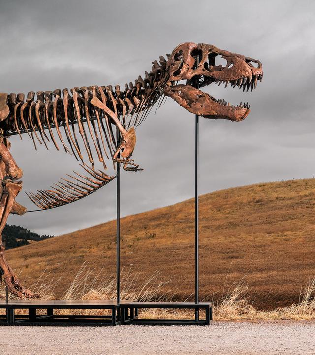  Dieses undatierte von Sothebys zur Verfügung gestellte Foto zeigt "Gus", eines der größten und am besten erhaltene T-Rex-Skelett, das jemals entdeckt wurde.