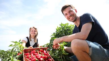 "plan b: Gut gewürzt - Ingwer, Paprika und rotes Gold": Theresa Mende und Richard Friedrich ernten rote Paprika auf Mallorca.