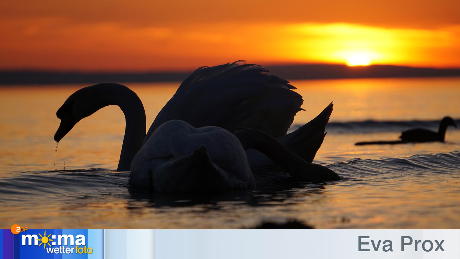 Gewinnerfoto vom 25. Mai 2018