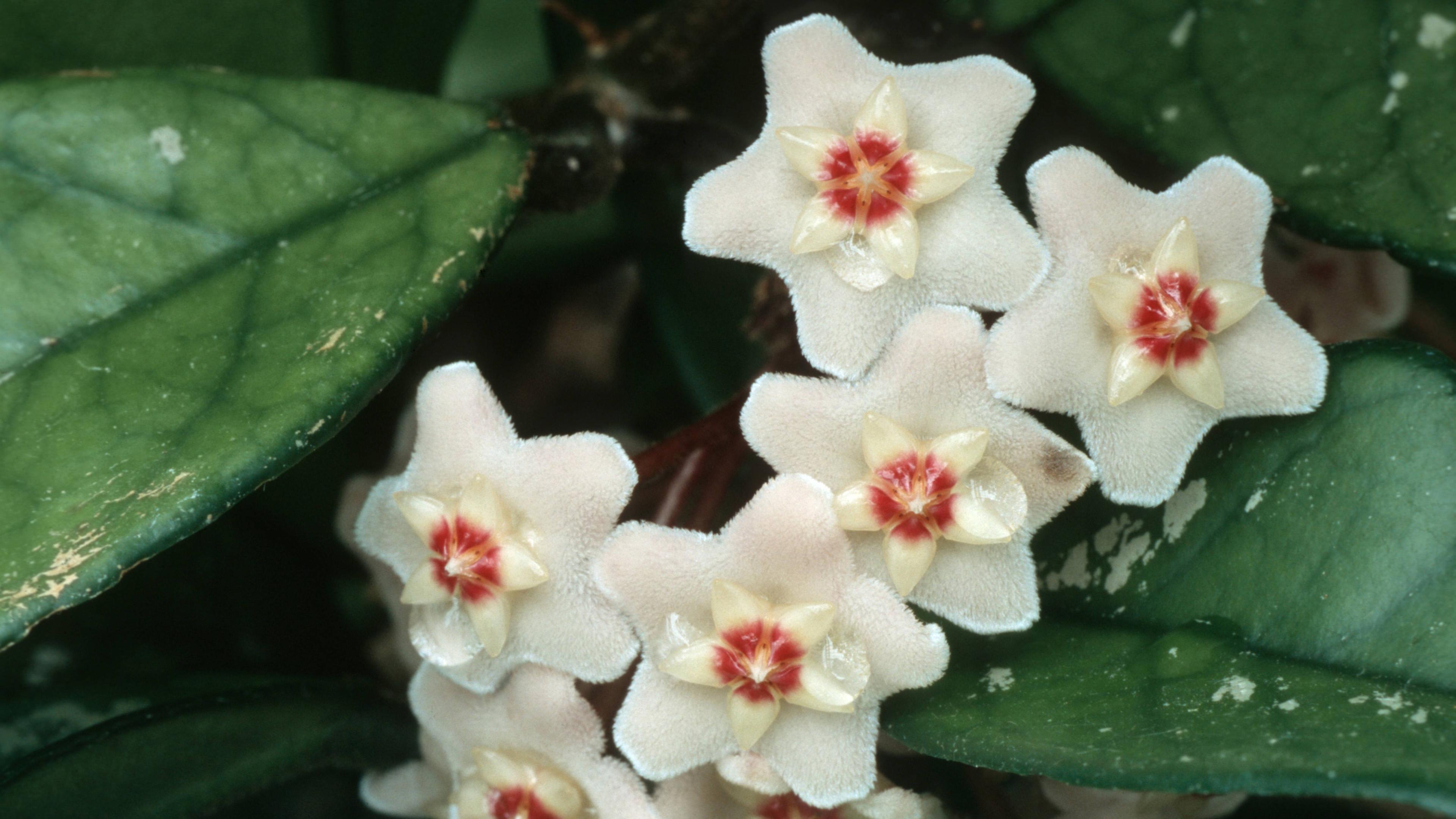 Porzellanblume 