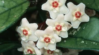 Porzellanblume 