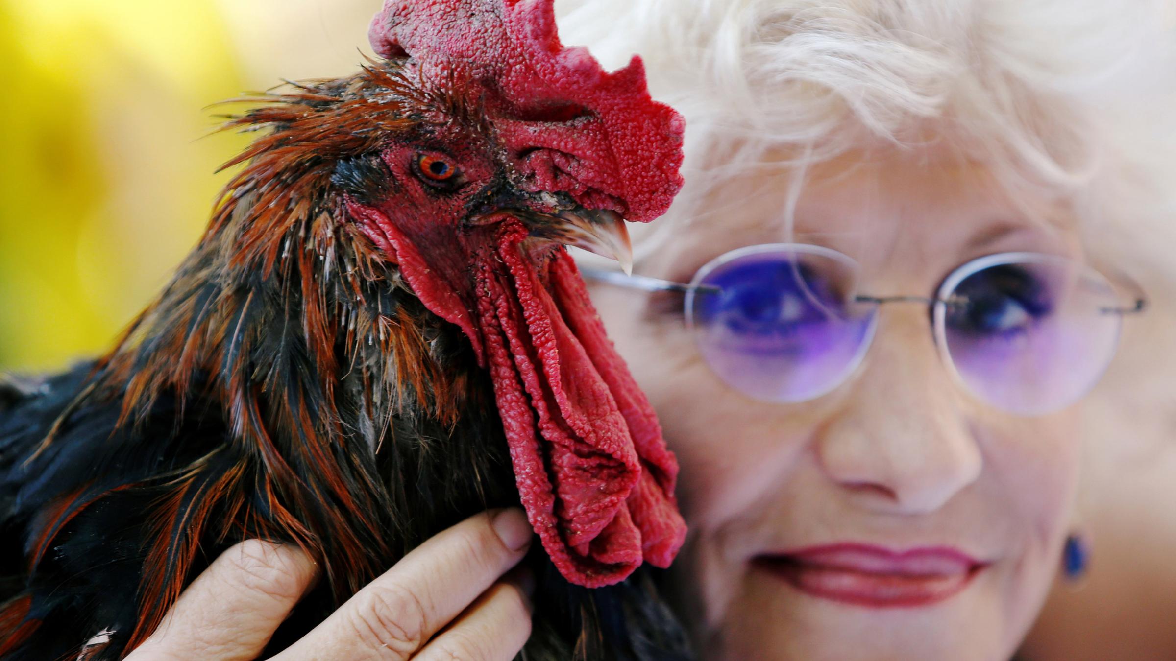 Corinne Fesseau mit ihrem Hahn Maurice am 29.11.2019 am 31.08.21019 in Saint-Pierre-d'Oleron