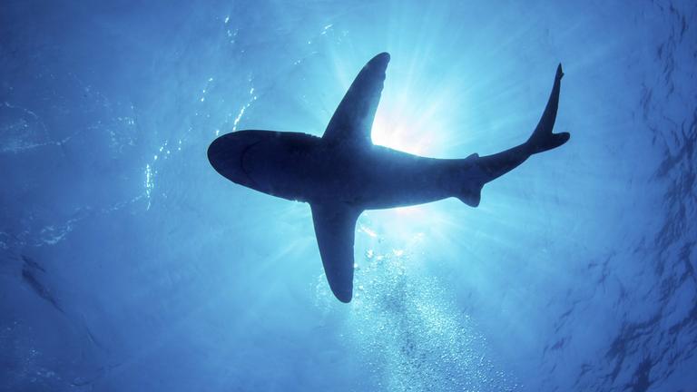 Silhouette eines Weißspitzen-Hochseehais mit durchscheinenden Lichtstrahlen