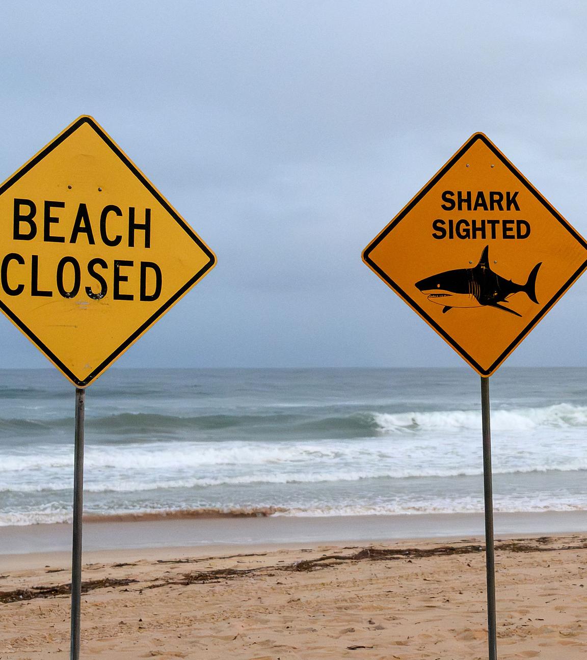 Zu sehen ist ein Strand in Australien, an dem zwei Schilder mit den Aufschriften "Beach closed" und "Shark sighted" angebracht sind.