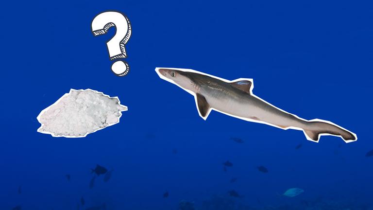 In Brasilien wurde Kokain in den Körpern von Haien gefunden. 