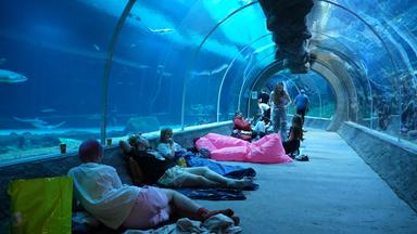 Menschen übernachten in einem Aquarium und beobachten Haie