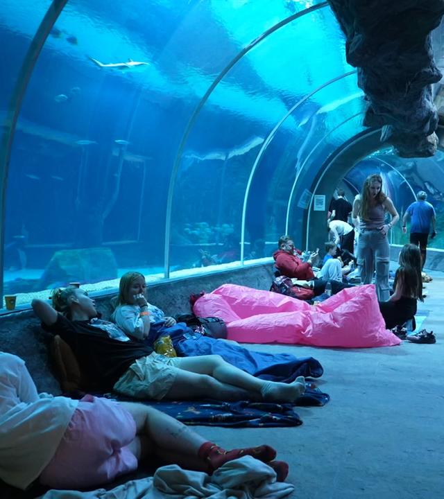 Menschen übernachten in einem Aquarium und beobachten Haie
