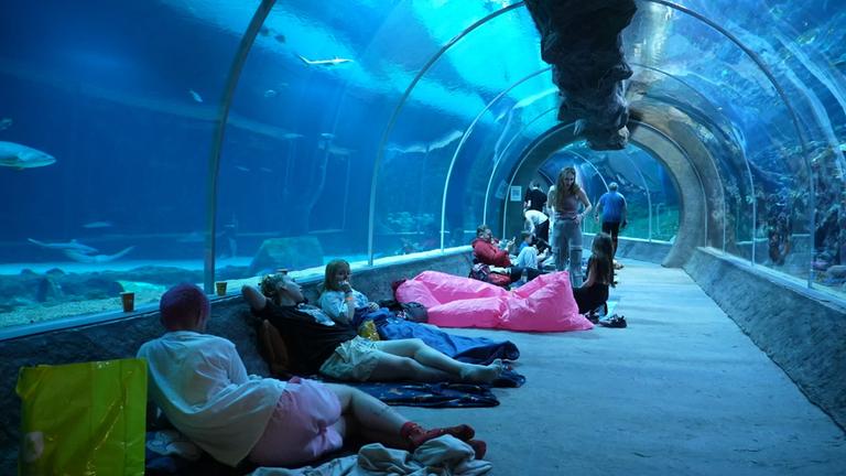 Menschen übernachten in einem Aquarium und beobachten Haie