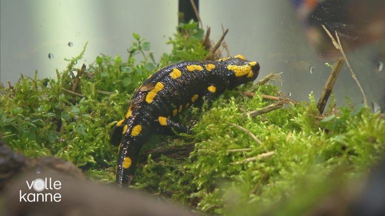 Haltung von exotischen Tieren