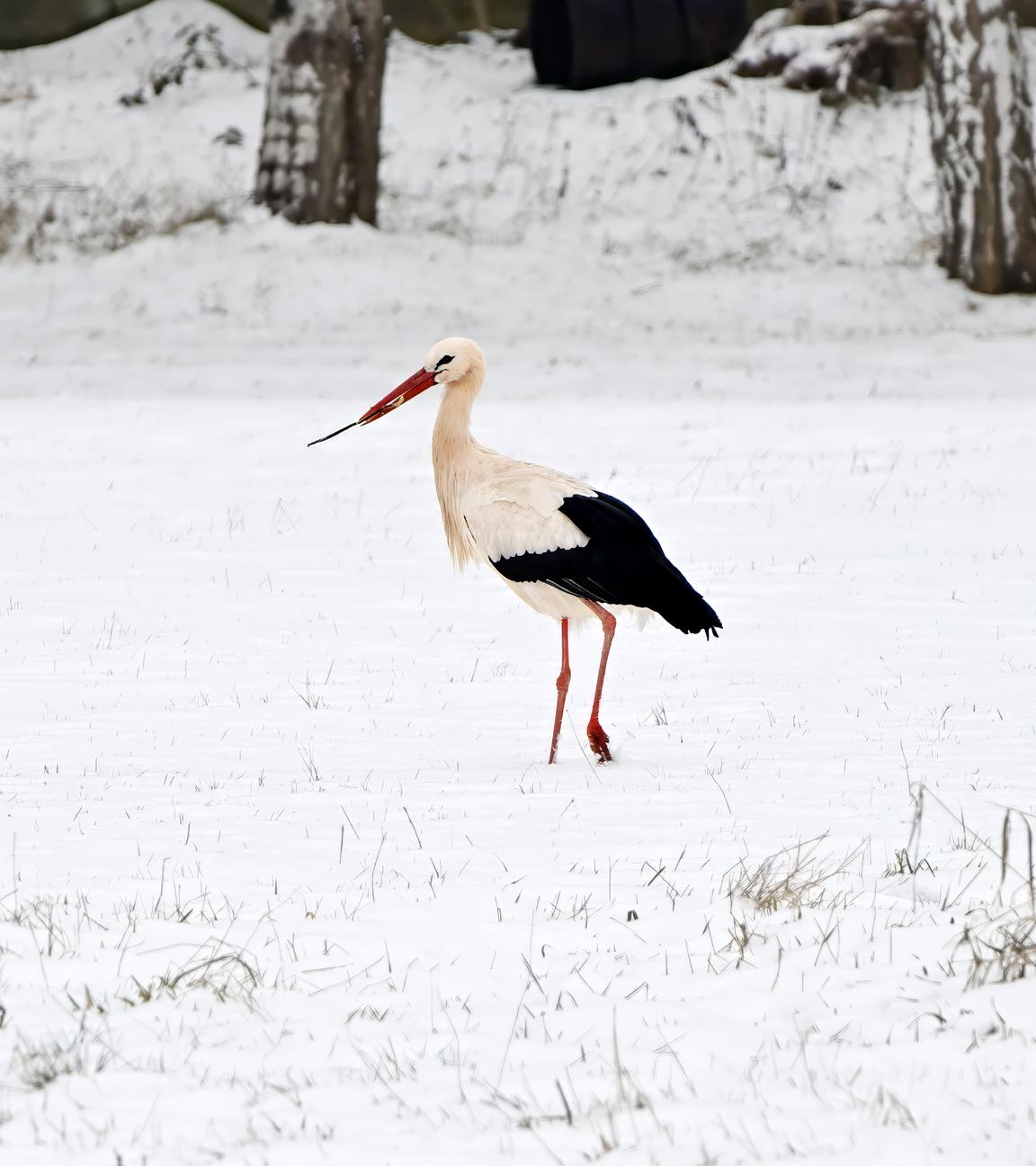 Hamburg: Erster Storch aus Winterquartier zurückgekehrt