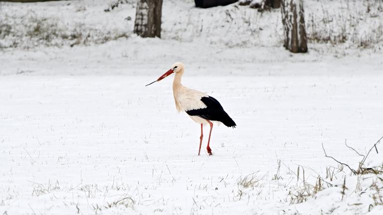 Hamburg: Erster Storch aus Winterquartier zurückgekehrt