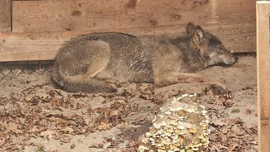 Hamburg: Dieser Wolf hatte eine Frau in einer Hamburger Einkaufspassage verletzt. Nun wurde er wieder freigelassen. 