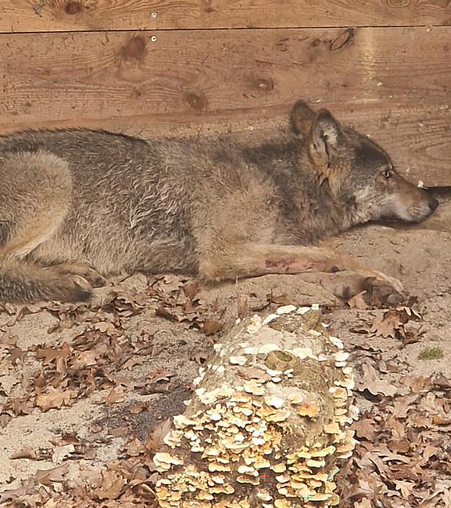 Hamburg: Dieser Wolf hatte eine Frau in einer Hamburger Einkaufspassage verletzt. Nun wurde er wieder freigelassen. 