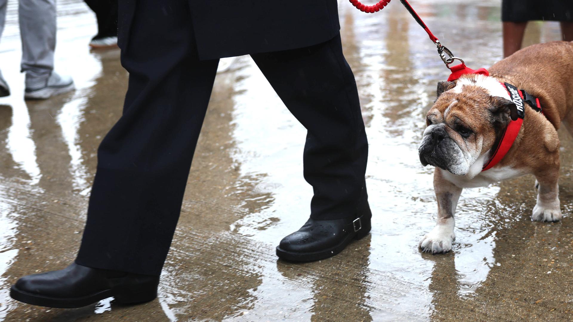 Lewis Hamilton und sein Hund Roscoe. (Archiv)