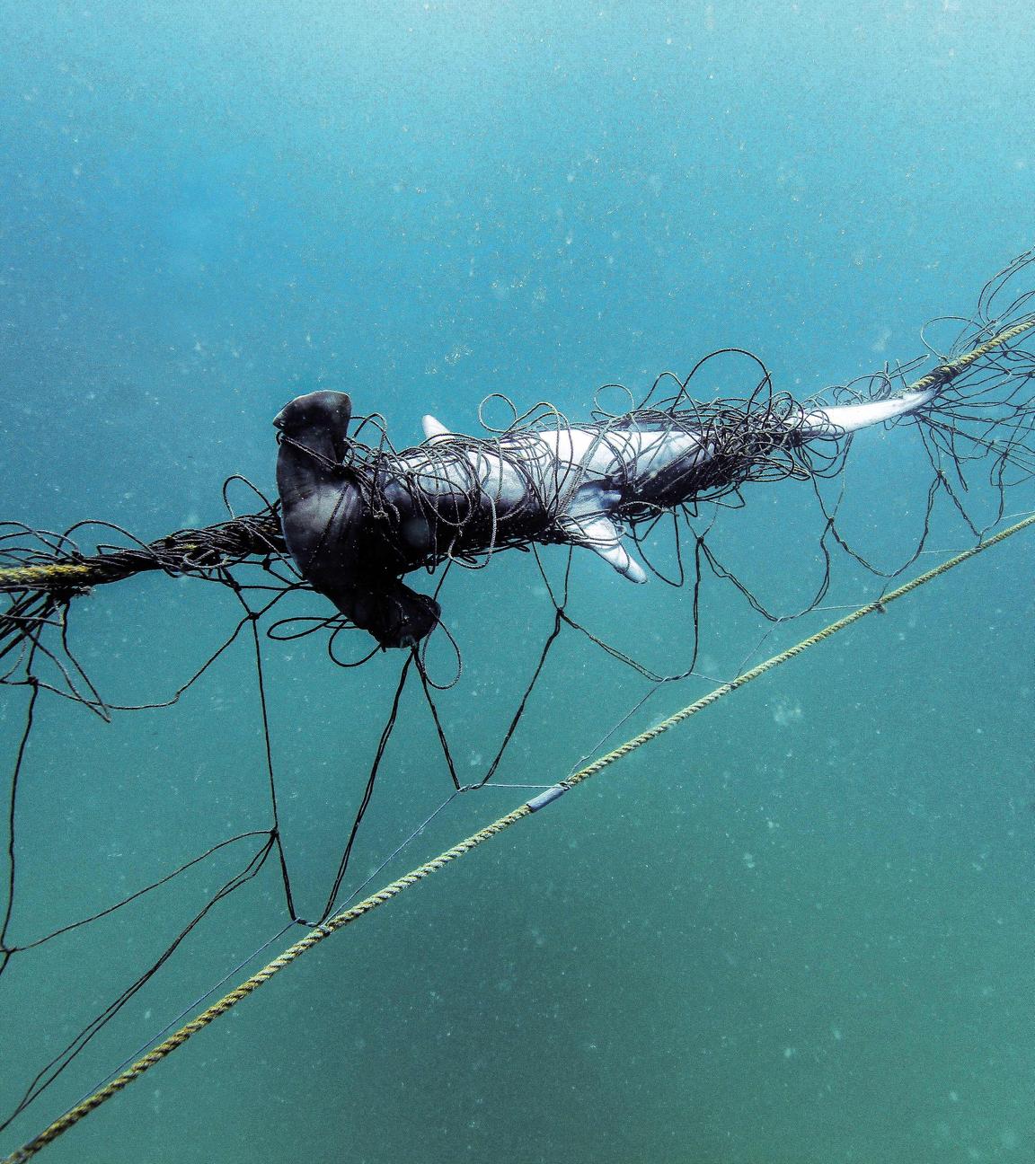 Eine Unterwasseraufnahme zeigt einen Hammerhai, der sich in einem Hai-Netz vor der Küste von New South Wales verfangen hat.