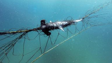 Staaten verschärfen Schutz für weitere Tierarten