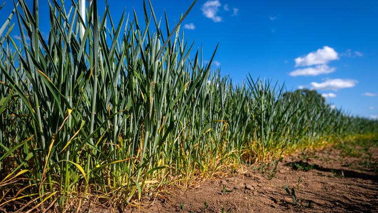 Hannover: Trockenheit führt zu Gießverboten